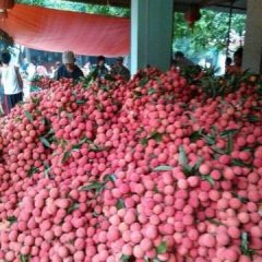 广西龙州圆枝荔枝随行就市