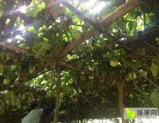 龙州现有几个种植百香果的果园准备上市