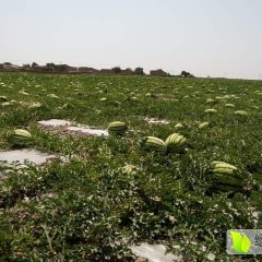 靖远西瓜大量代理