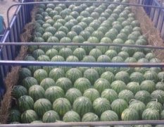 通许娄帅 龙卷风西瓜 、花皮无籽有籽、黑皮