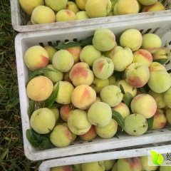 油桃，黄金桃，黄桃罐头送礼首选