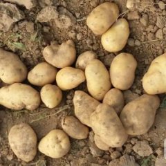 本农场种植的土豆近期将大量上市