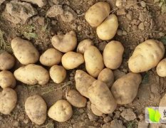 本农场种植的土豆近期将大量上市