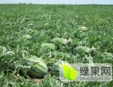 通许大岗李赵天中京欣西瓜