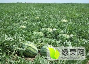 2016年河南通许京欣价格