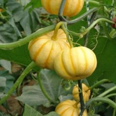 寿光迷你南瓜 日本小南瓜 桔瓜量大价格低品质好