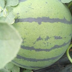 辽宁凌海出售西瓜各种品种！个大皮薄