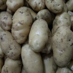 山东省胶州市优质荷兰十五土豆常年供应！