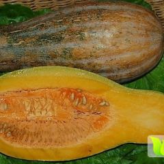 嘉魚潘湾为全国重点蔬菜基地收购南瓜