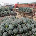 2016开封县西瓜价格波动不大
