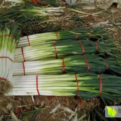 章丘大葱火热上市大桑李朝亮诚信合作