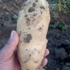 新乐土豆随行就市,东王蒋占红诚信合作