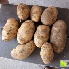 台前土豆上货量大,打渔丁代民诚信合作