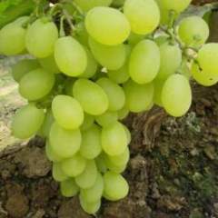 永年葡萄长势旺盛,张西李聚涛诚信合作