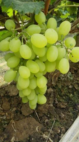 2016年河北永年维多利亚价格