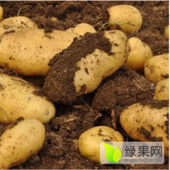滦南大量出售土豆，寻找收购商