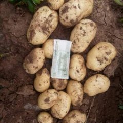 辽宁南票荷兰十五土豆是名优特产