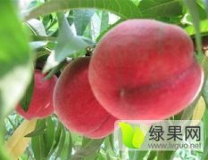 陕西大荔脆蜜王毛桃蜜桃品质优良