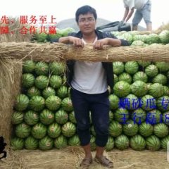 硒砂瓜专业代办王行磊