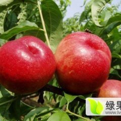 费县上冶镇凤强果蔬市场油桃欢迎选购