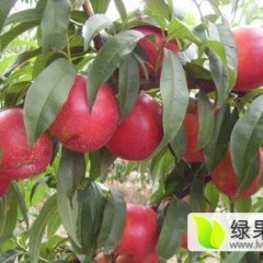 费县上冶凤强果蔬市场油桃欢迎选购