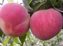 费县上冶镇凤强果蔬市场蜜桃欢迎选购