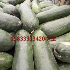 河北保定清苑爬地冬瓜、吊冬瓜大量上市