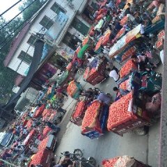 河南中牟硬粉西红柿品质优良