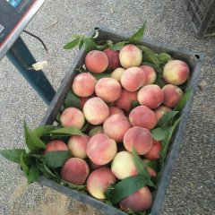 2016大荔蜜桃抓住商机无限