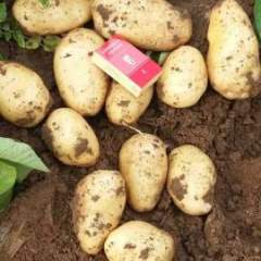 2016平度土豆火热上市