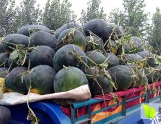 山东东明西瓜成熟上市
