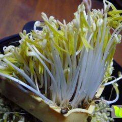 寻广东内无公害豆芽生产厂家 每天需求2千-1万斤