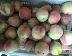 中牟蜜桃上货量大,河南吴志涛诚信合作