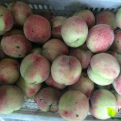 中牟蜜桃上货量大,河南吴志涛诚信合作