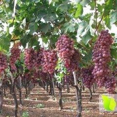 河北辛集我村家家户户种植巨峰葡萄