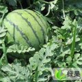 凌海右卫朱庆生6月京欣西瓜
