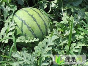 凌海右卫朱庆生6月京欣西瓜