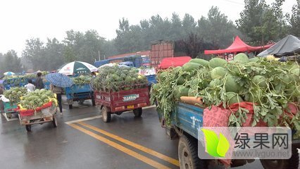 新红宝价格