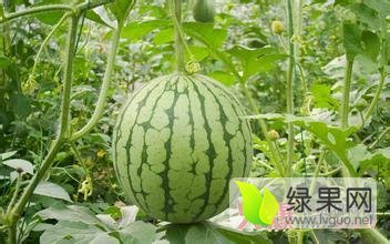 清苑西瓜逐渐升温,河北王盼柱诚信合作