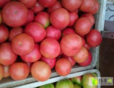 山东河东硬粉西红柿著名品种