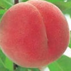 2016大荔蜜桃再不来就没机会了！