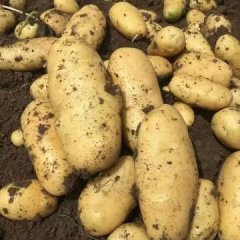 2016凌海土豆再不来就没机会了！