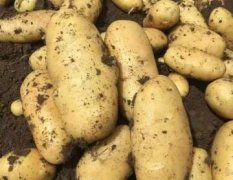 2016凌海土豆再不来就没机会了！