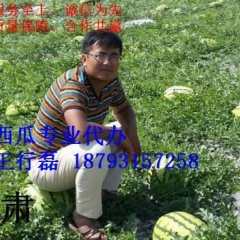 甘肃靖远硒砂瓜西瓜欢迎合作