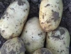辽宁凌海荷兰十五土豆品质优良