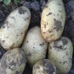 辽宁凌海荷兰十五土豆品质优良