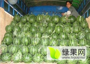 2016大荔西瓜再不来就没机会了！