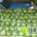 2016大荔西瓜再不来就没机会了！
