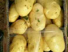 山东莱西荷兰十五土豆名优产品
