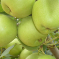 陕西蒲城早酥梨上货量大